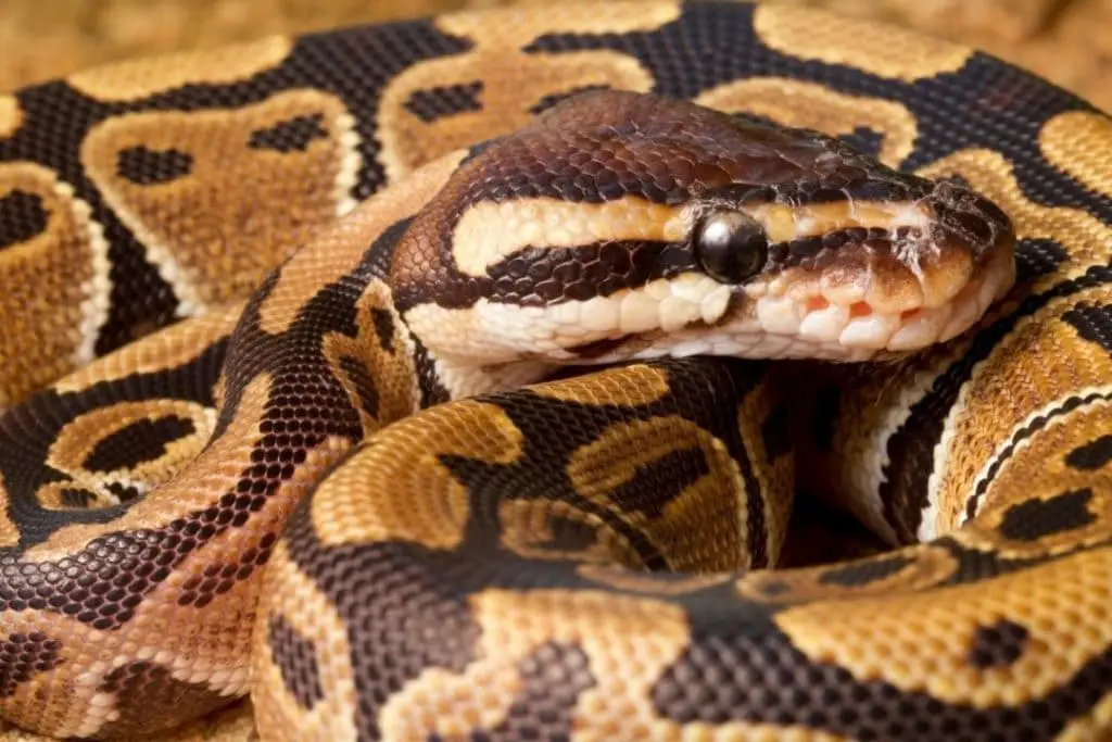 ball python