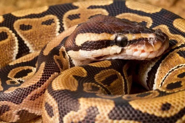 Are Ball Pythons Dangerous As Pets? - ReptileHow.com