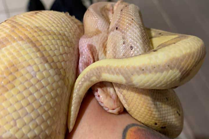 ball. python biting a hand