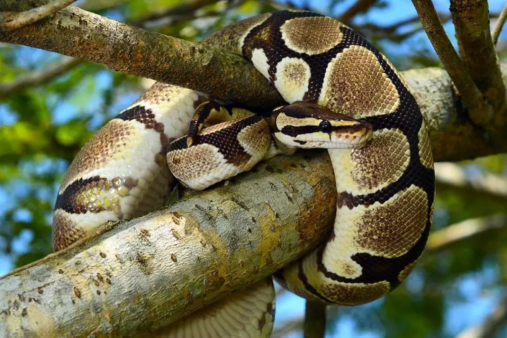 ball python climbing in a tree