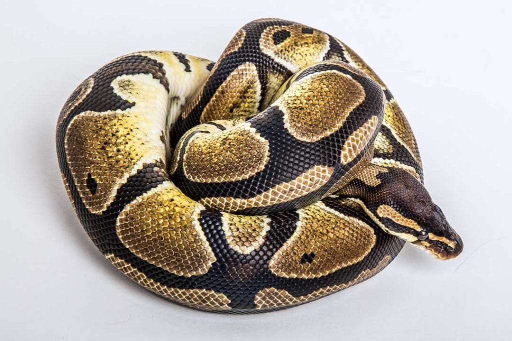 ball python curled up