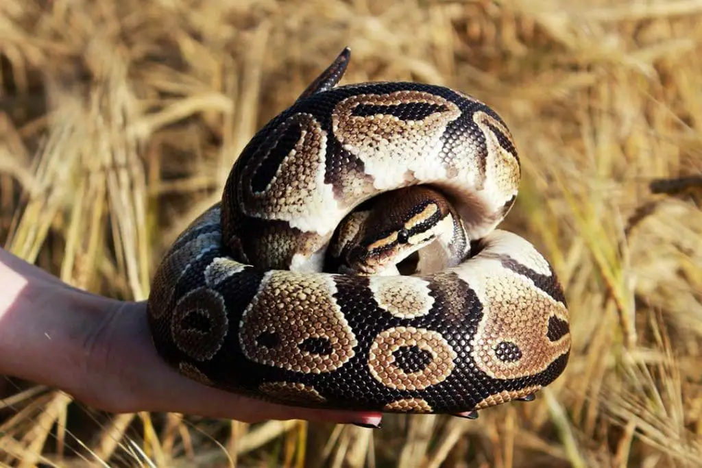 ball python curled up into a ball in the wildnerness