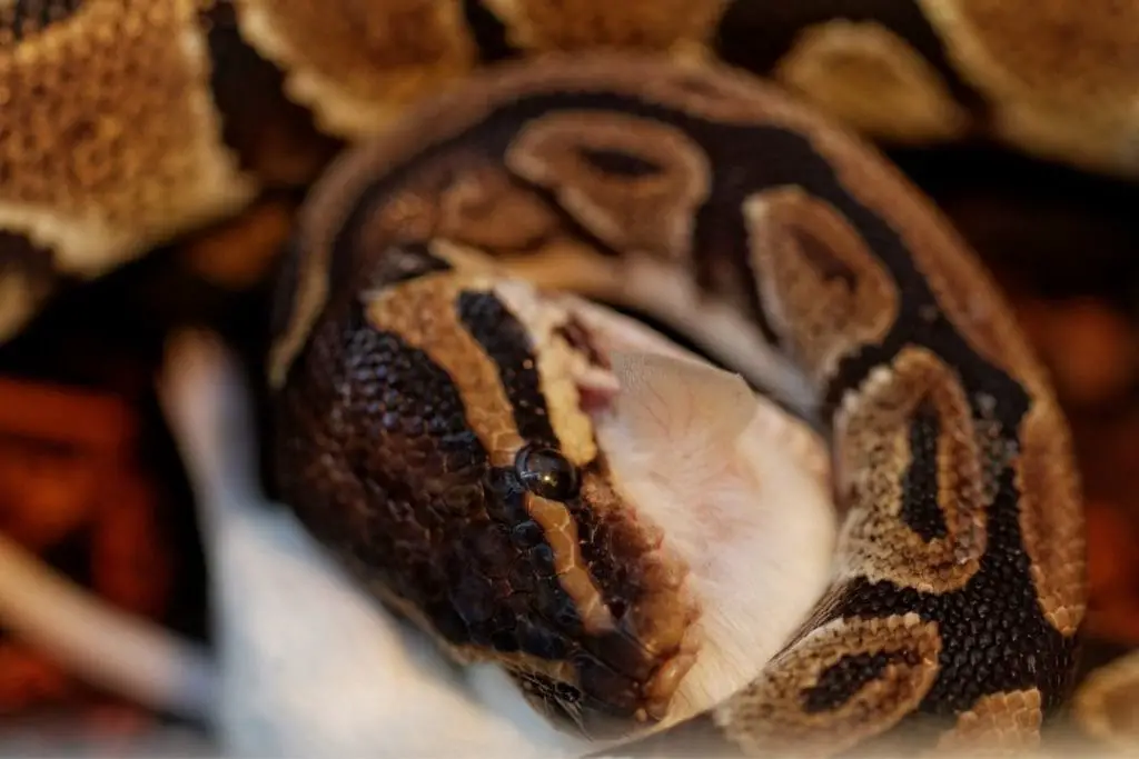 bball python eating a mouse