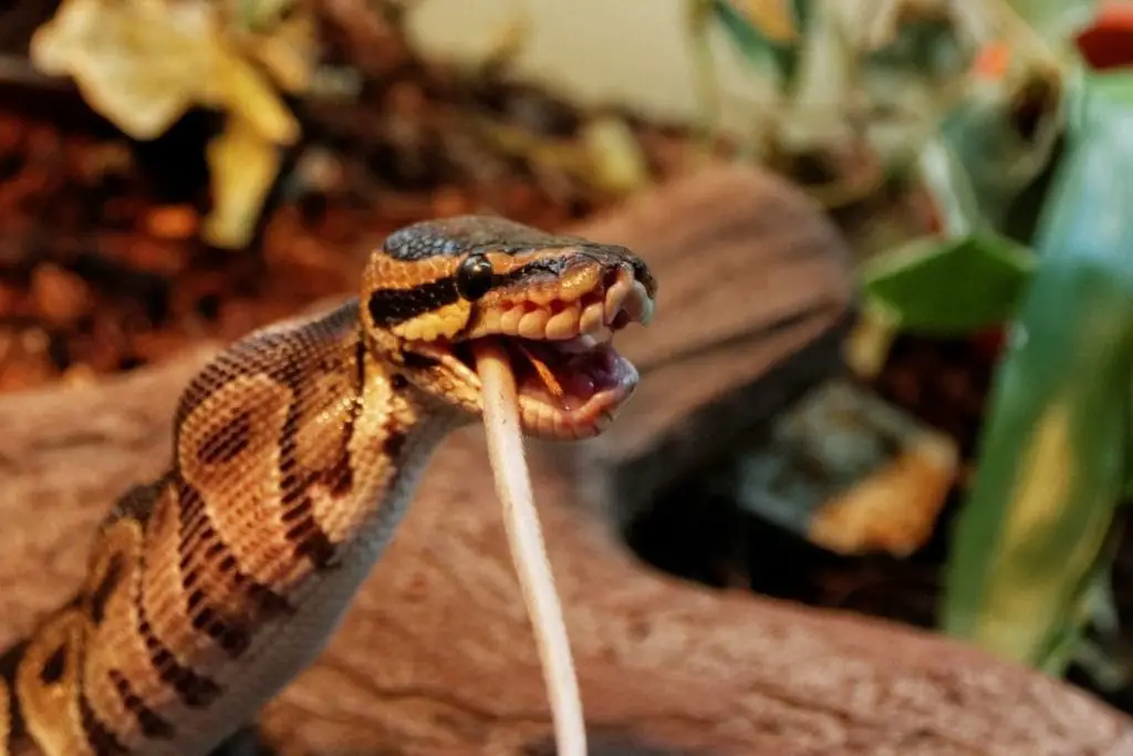 ball python eating a mouse