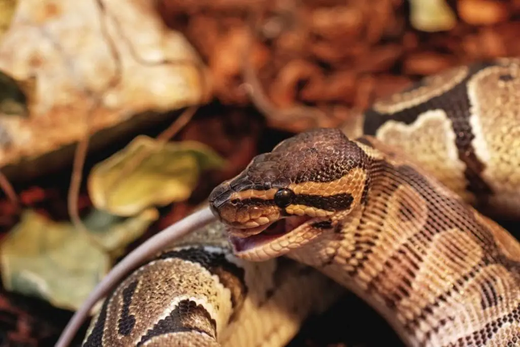 ball python eating a white mouse