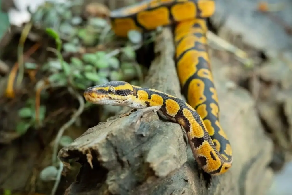 ball python exploring its enclosure
