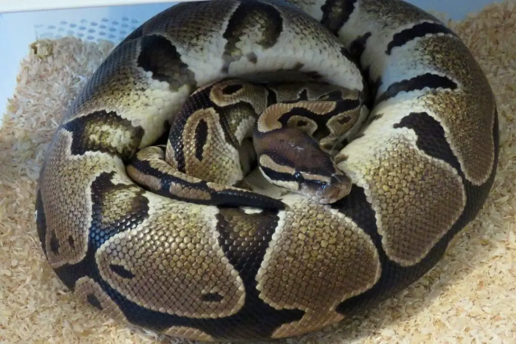 ball python female incubating her eggs