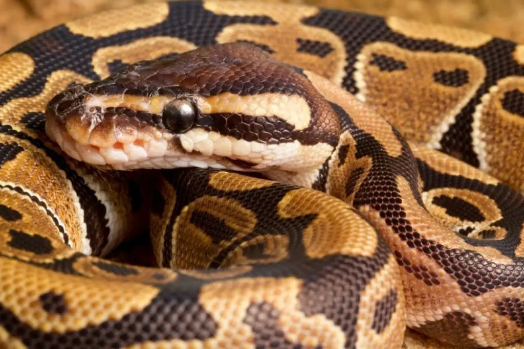 ball python head closeup