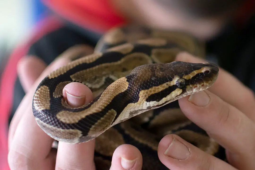 ball python in its owners hands