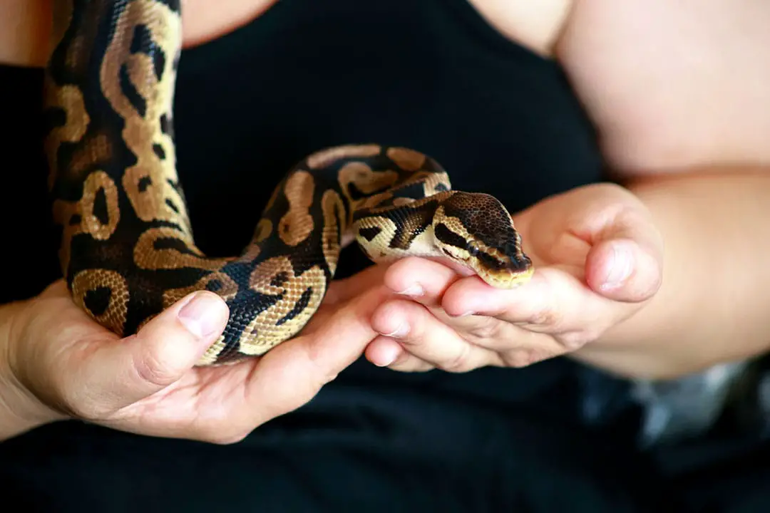ball python in owner's hands
