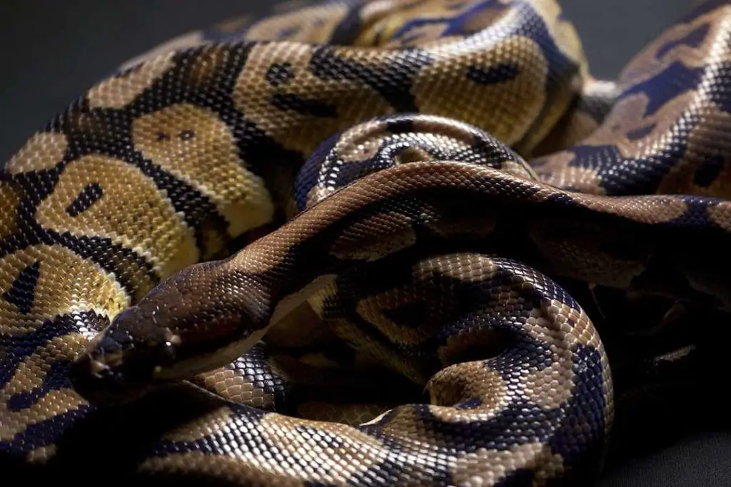 ball python in the dark