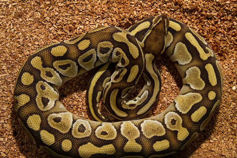 royal ball python on coconut chip bedding