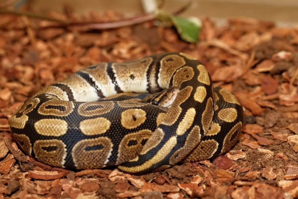 ball python resting