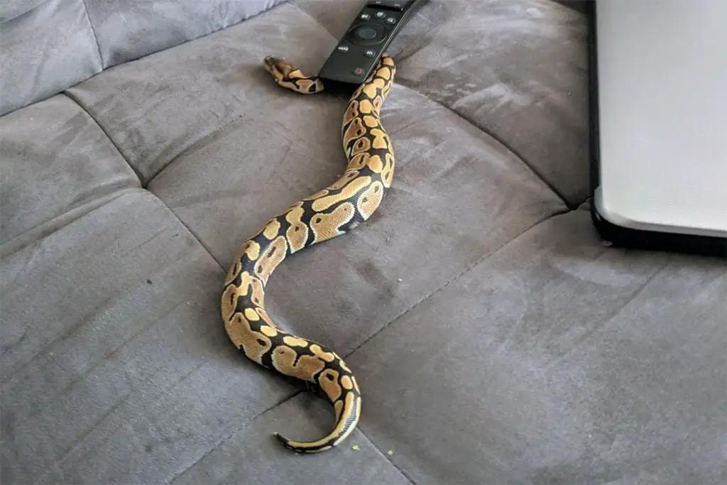 ball python roaming around freely on a couuch