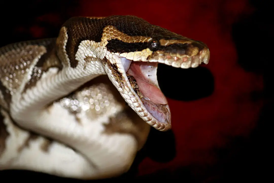 ball python showing its fangs