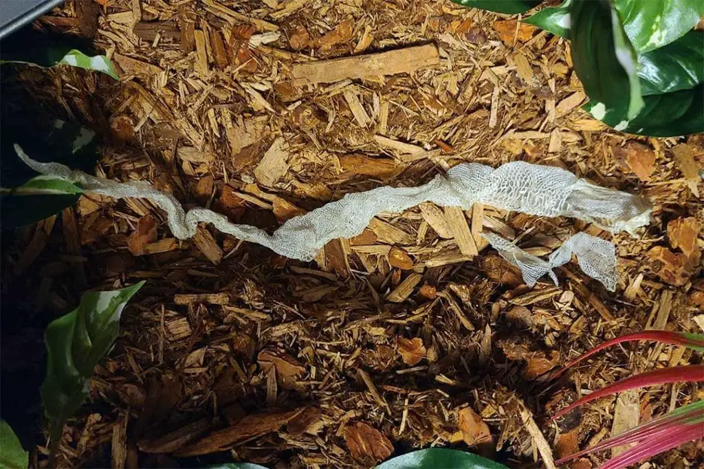 ball python skin shed