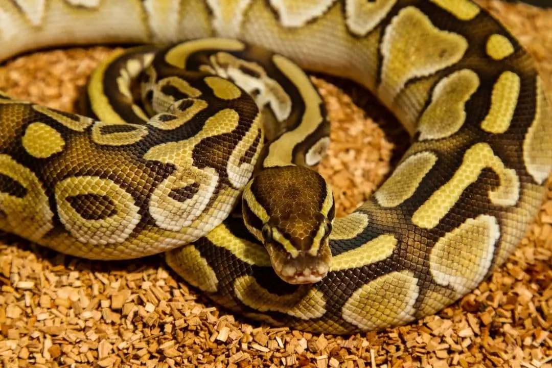 spilled water bowl ball python on it making a mess