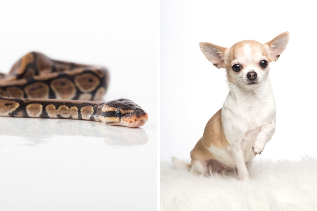 ball python vs chihuahua dog
