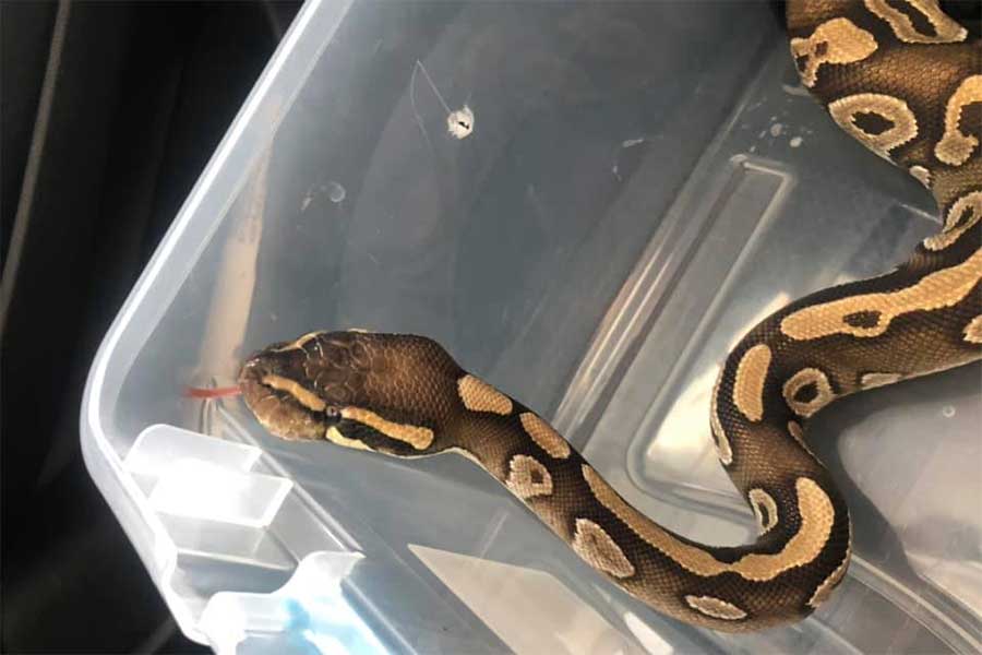 ball python with mouth rot disease