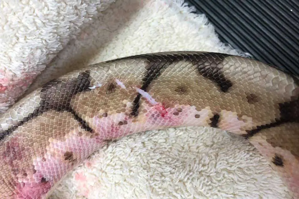 ball python with severe burn