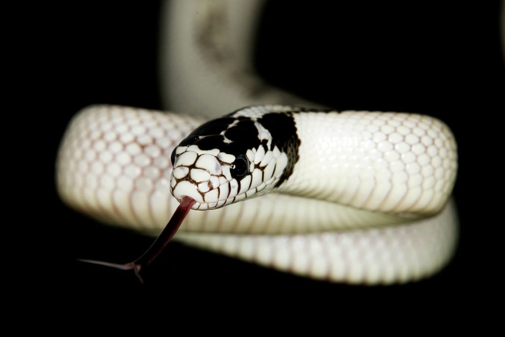 banana morph california king snake