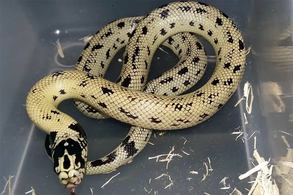 banana king snake morph