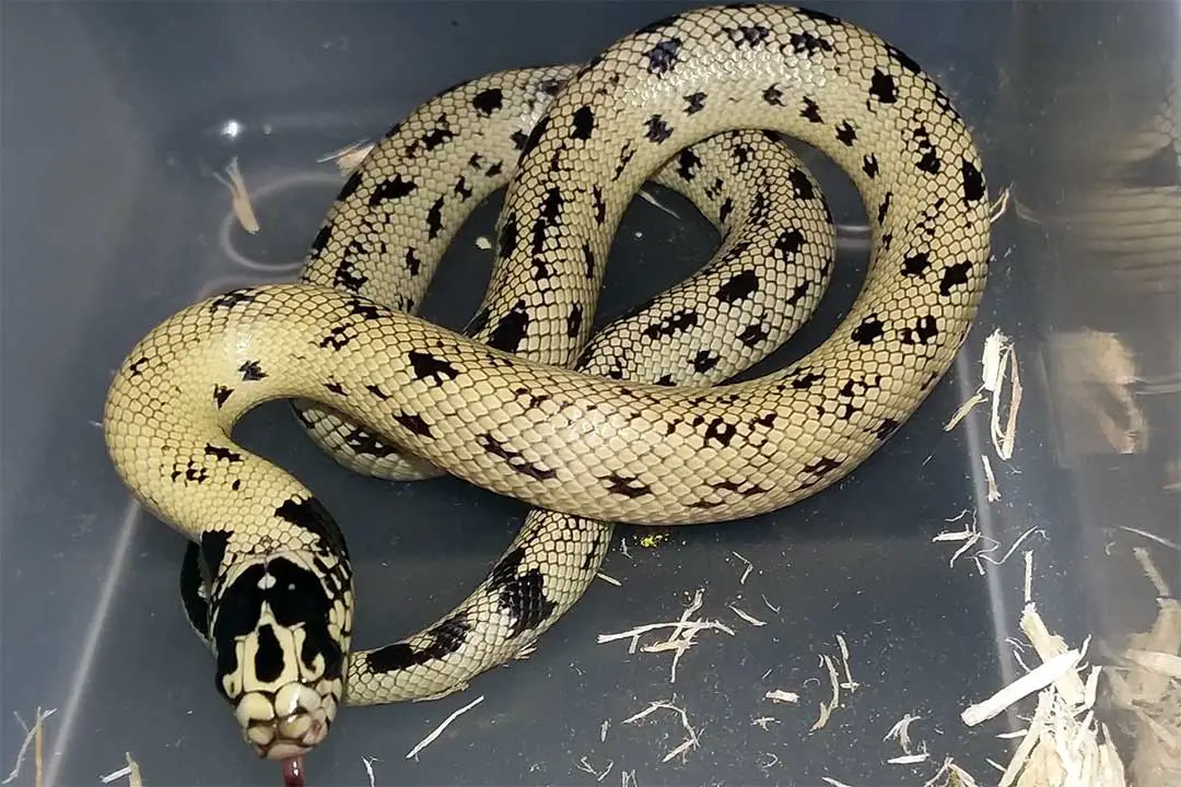 Top 15 King Snake Morphs (With Pictures) - ReptileHow.com