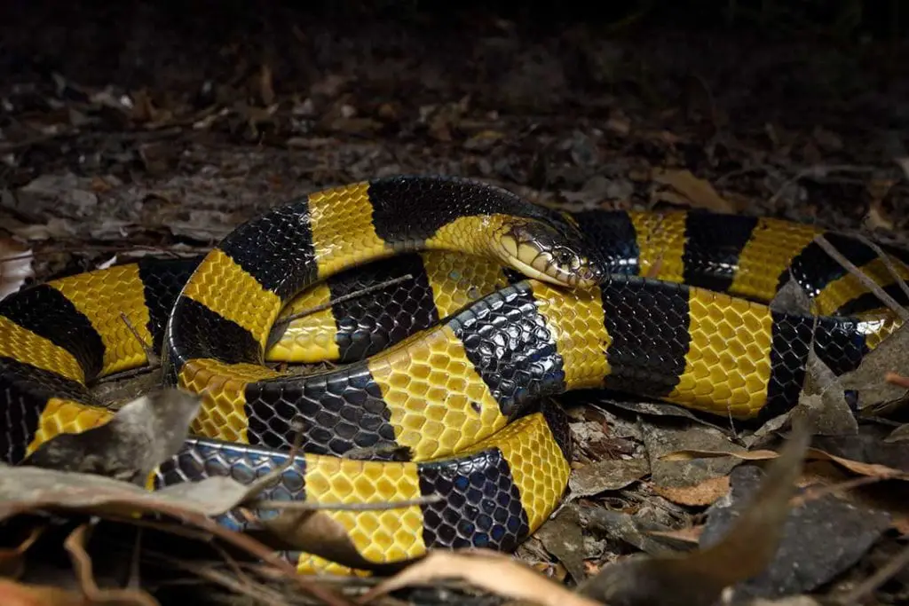 banded krait