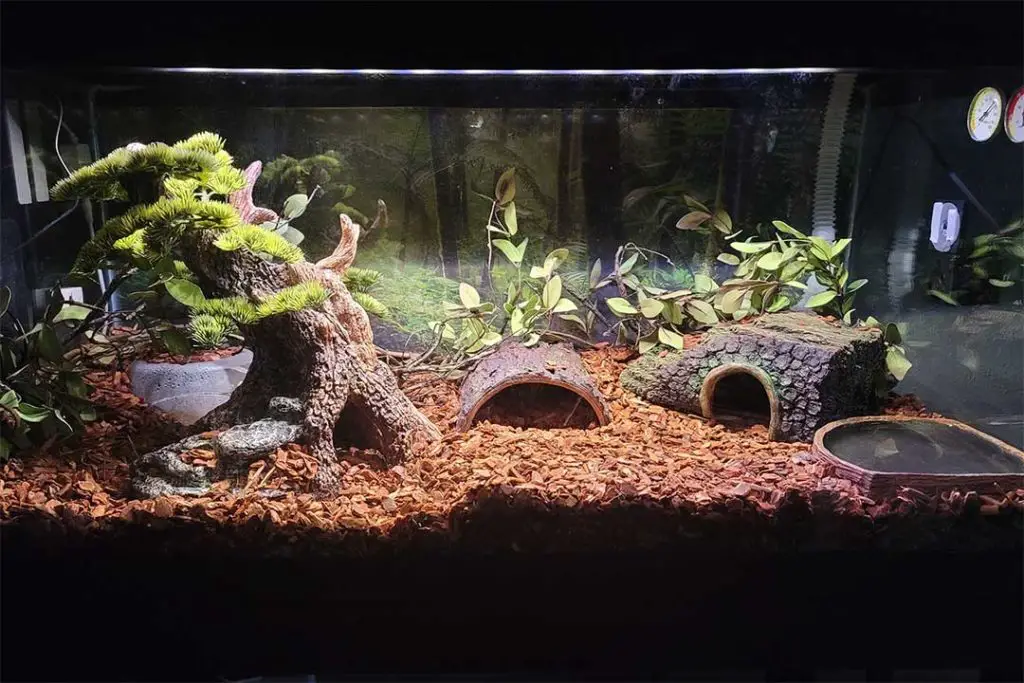 beautiful snake enclosure