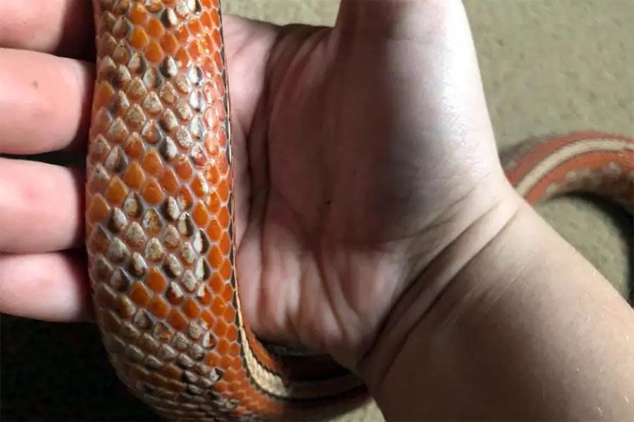 belly scales on a gravid corn snake female
