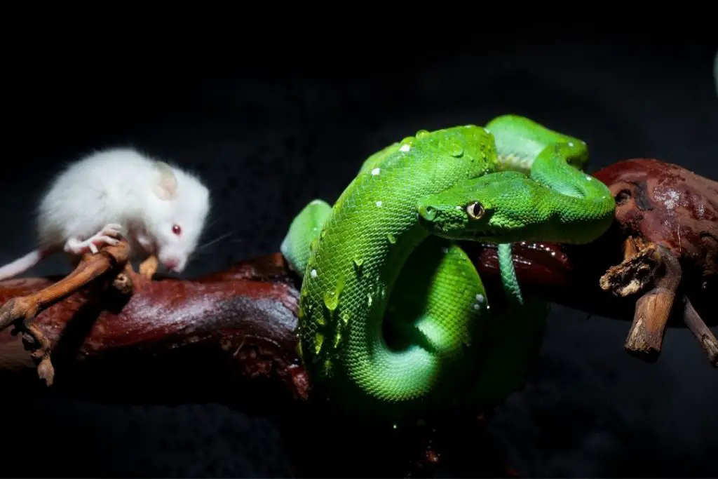 biak green tree python and a mouse