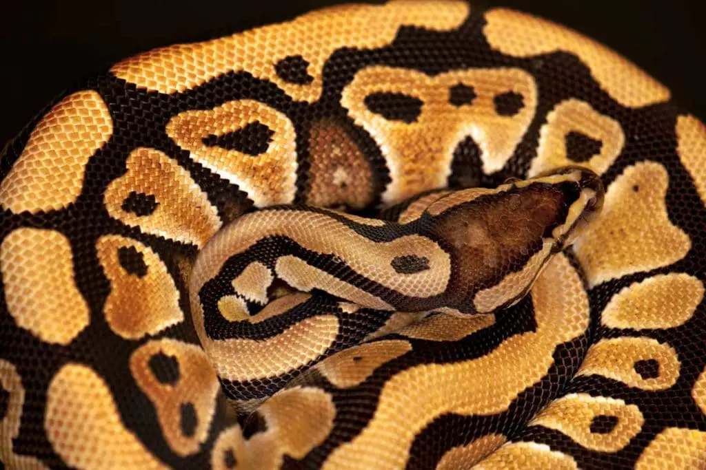 big ball python isolated on a black background