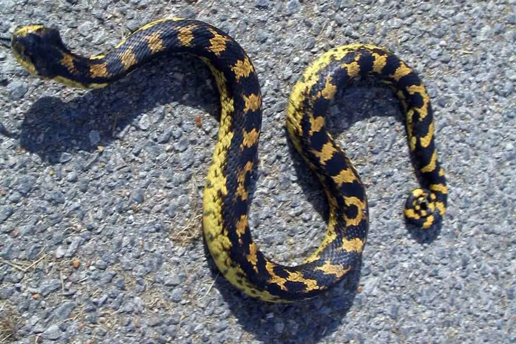 black and yellow eastern hognose snake