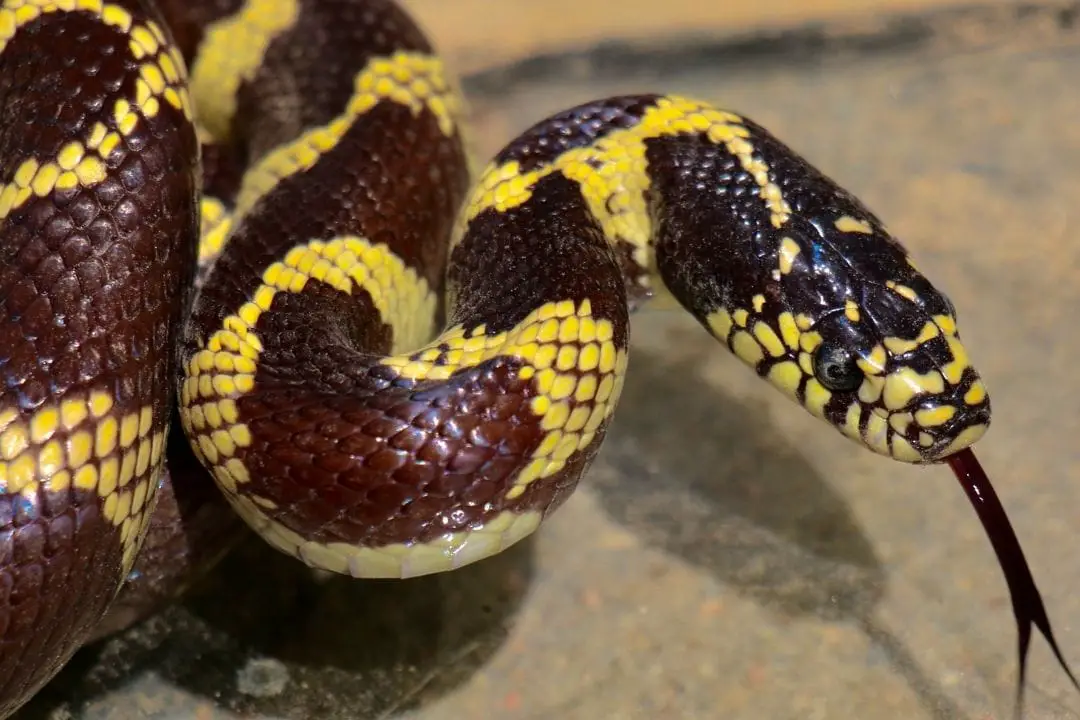black and yellow king snake