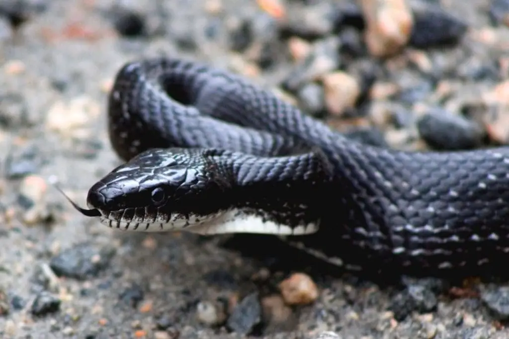 black king snake