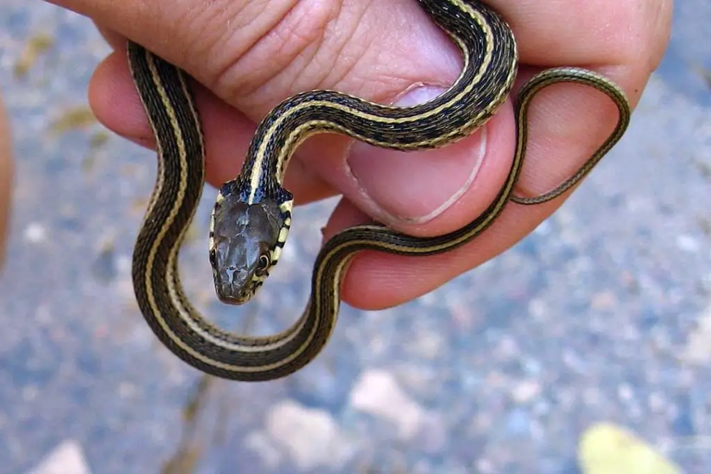 black necked garter snake