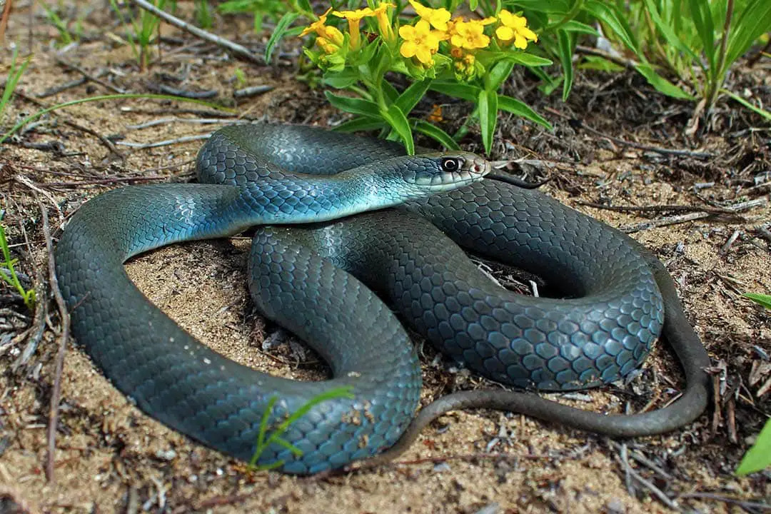 black racer georgia snake