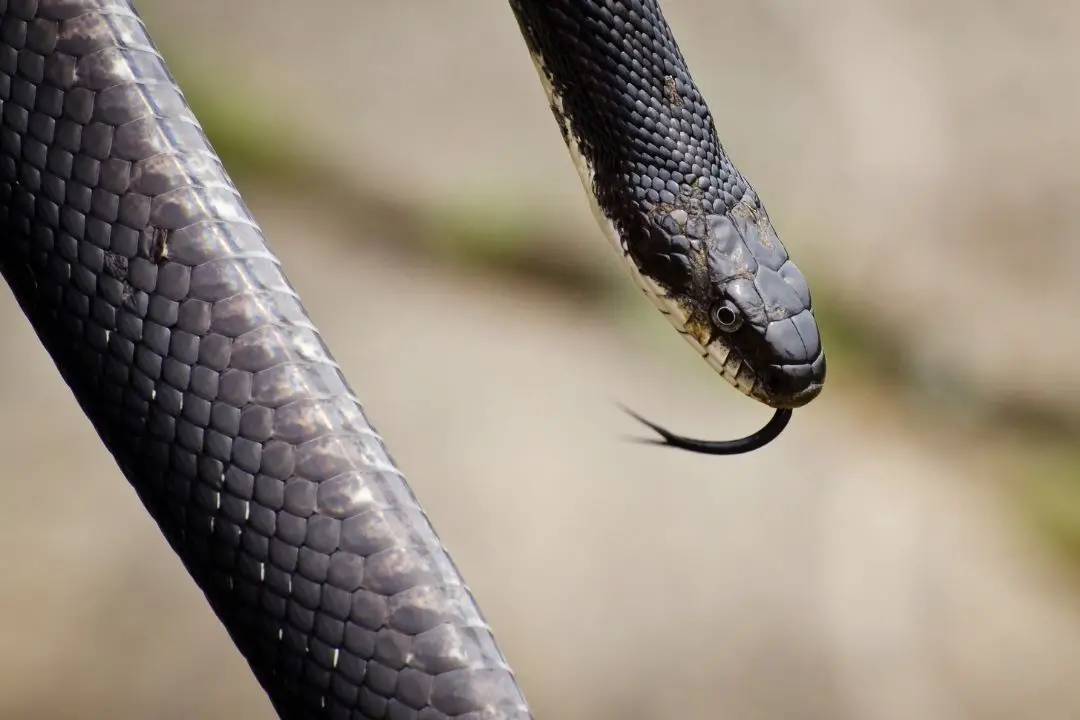 adult black rat snake