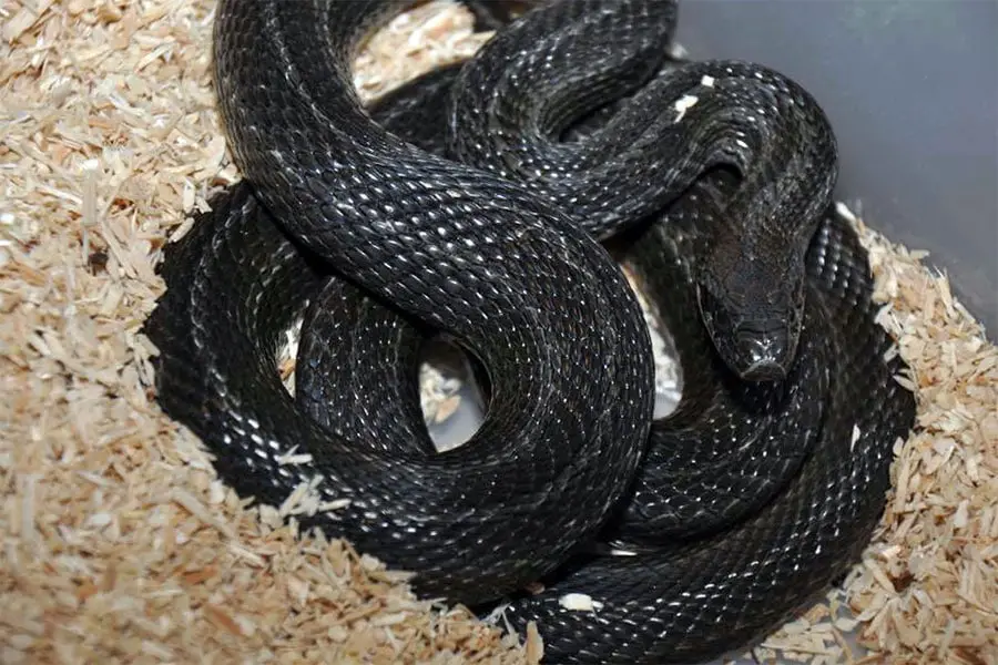 black rat snake in aspen bedding substrate
