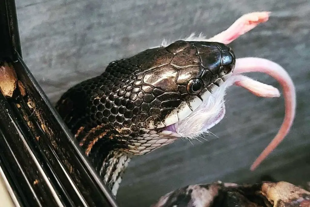 black rat snake eating a mouse