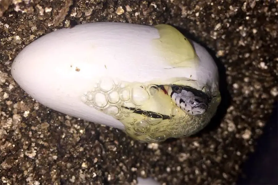 black rat snake hatching egg