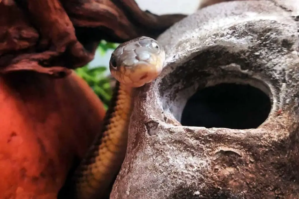 black rat snake next to a repti cave hide shelter