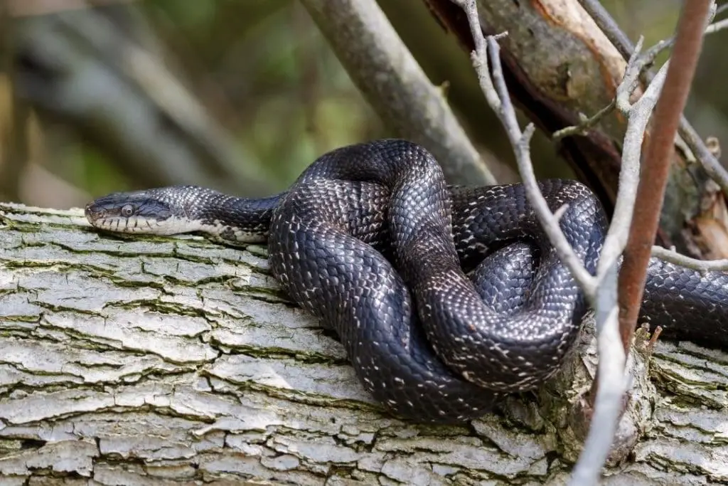 black rat snake in the wild