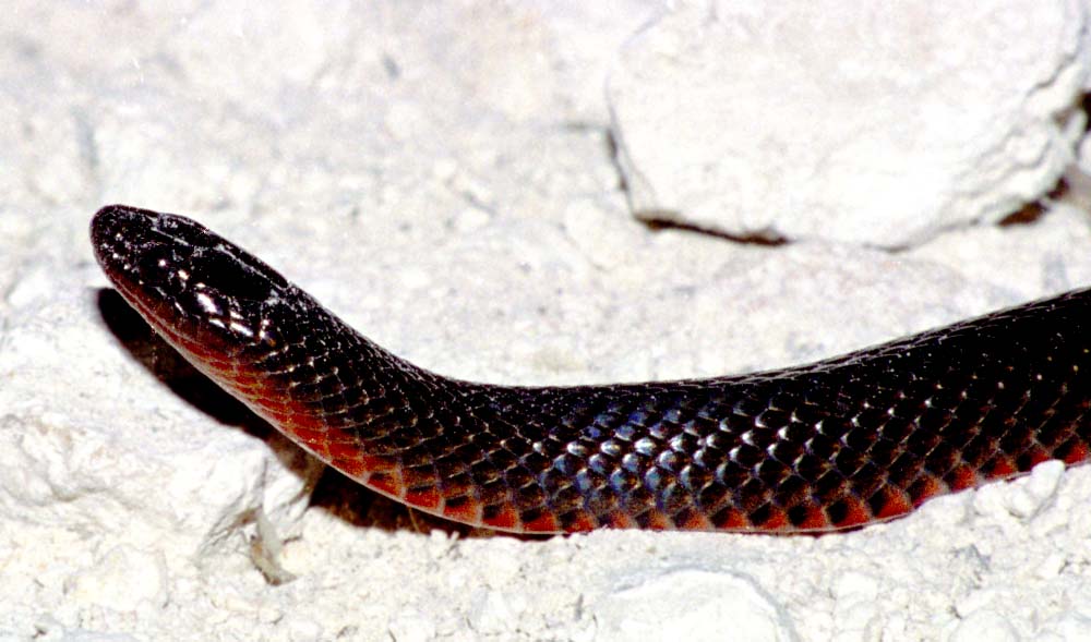 black swamp snake head
