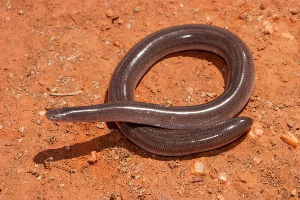 blind snake