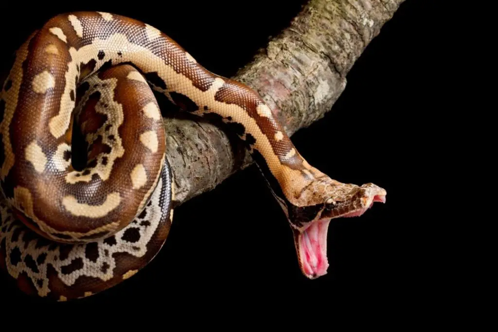 blood python showing its teeth