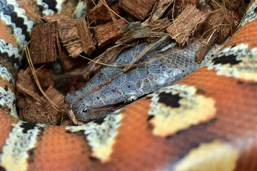 Blood python burrowing inside a substrate