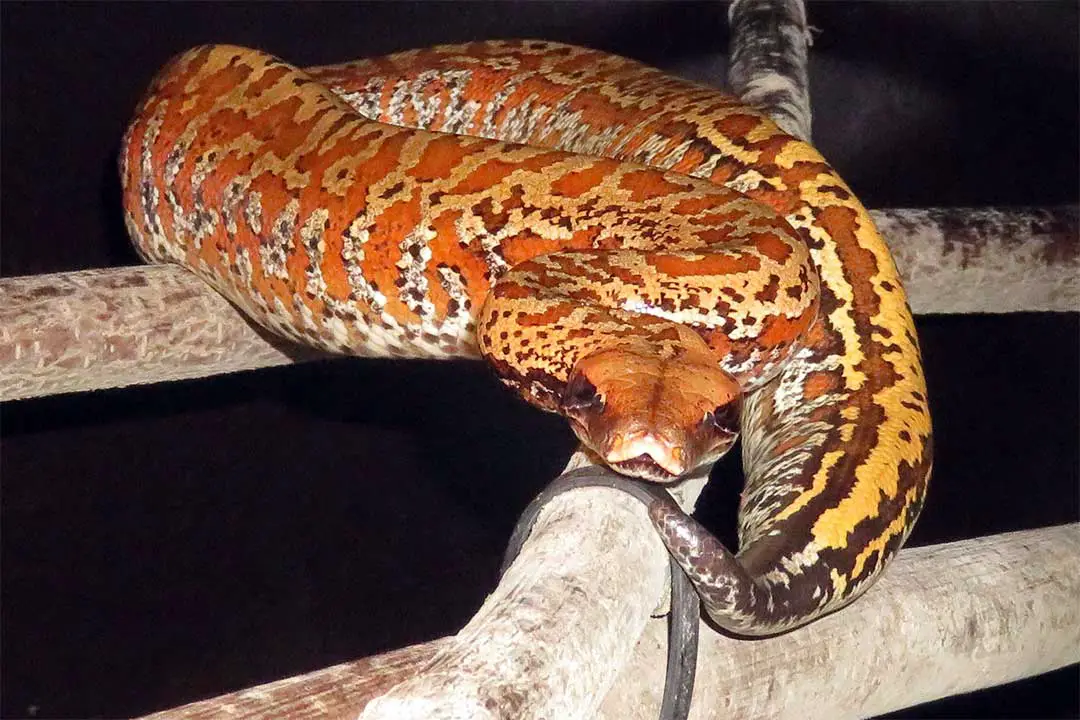 blood python climbing a branch