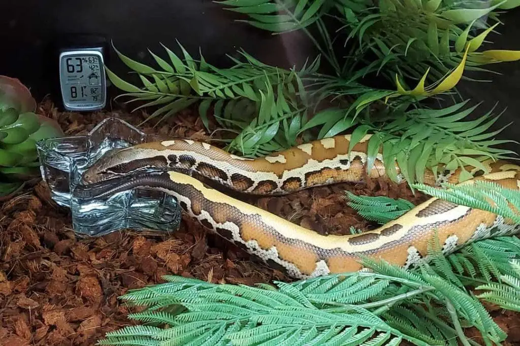 blood python drinking water