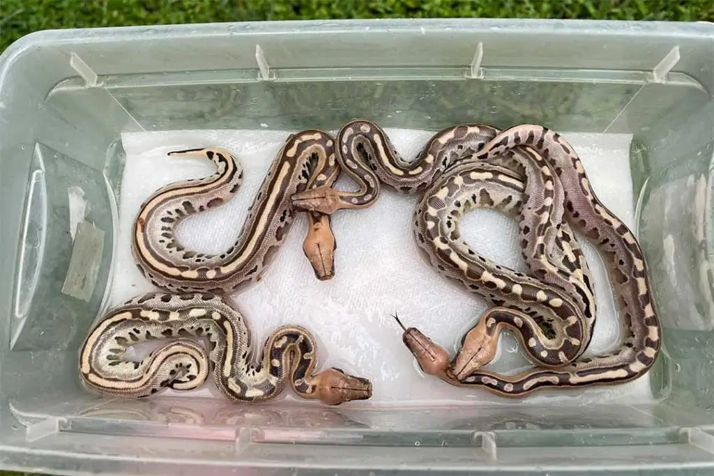 baby blood python hatchlings